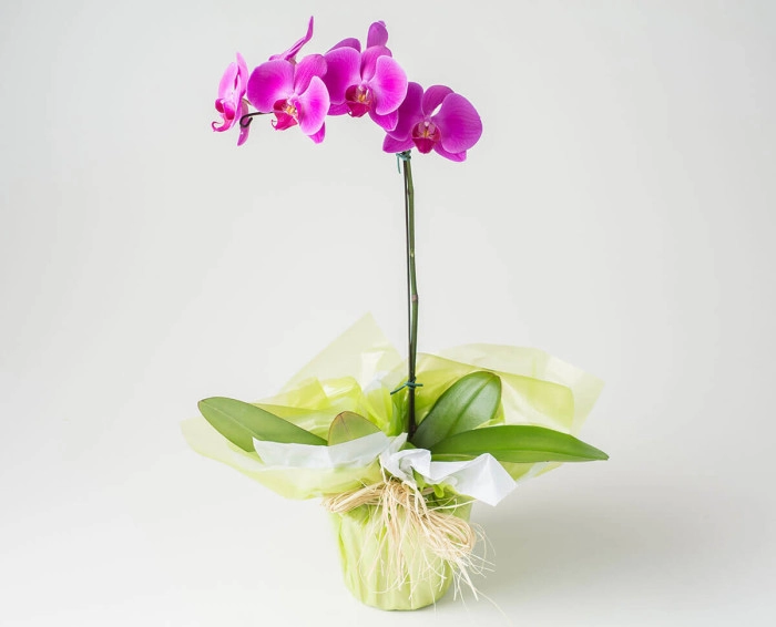 Consegna di Phalaenopsis Pink Orchid | Isabela Flores
