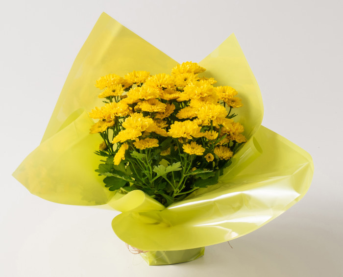 Vaso De Margaridas Para Presente Isabela Flores