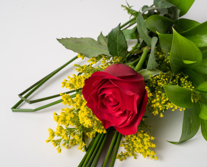 Rosa Solitária Vermelha e Pelúcia