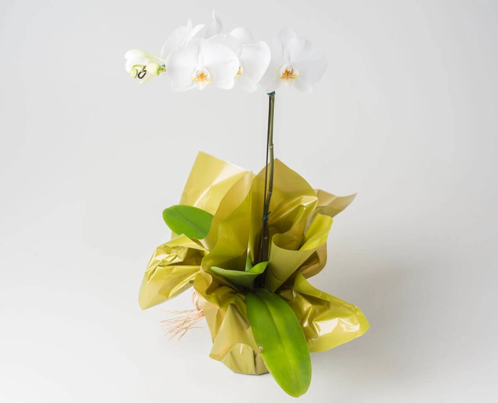 Orquídea Phalaenopsis para Presente | Isabela Flores