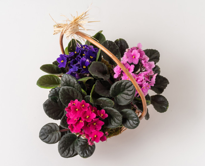 3 Vasos de Violetas em Cesta