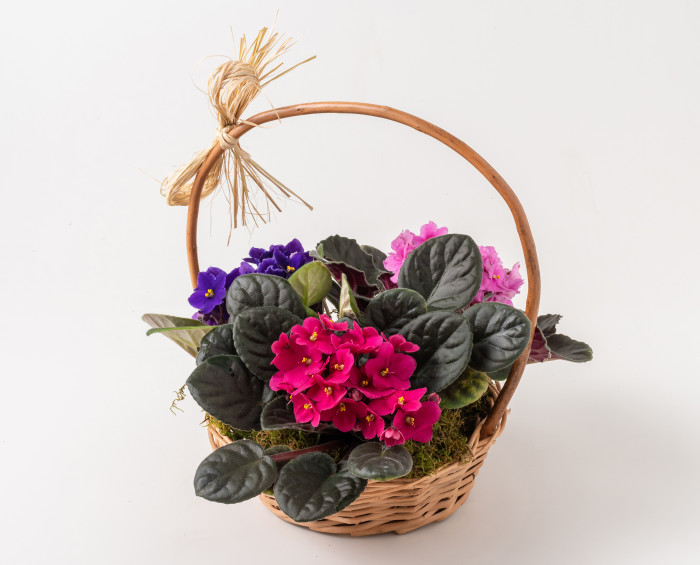 3 Vasos de Violetas em Cesta