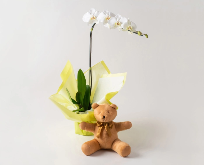 Orquídea Phalaenopsis para Regalo y Pelucia para Entrega | Isabela Flores