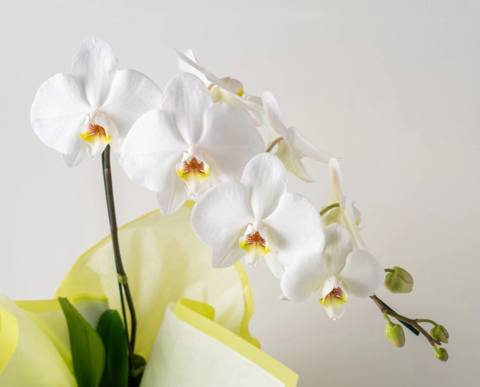 Orquídea Phalaenopsis para Regalo y Pelucia para Entrega | Isabela Flores