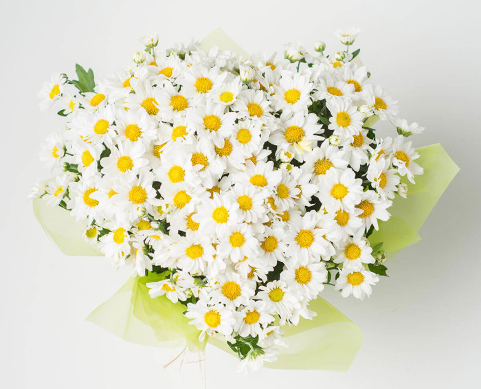 Arranjo de Margaridas Plantadas