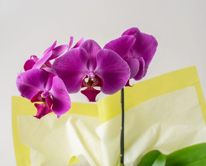 Orquídea Phalaenopsis Pink e Chocolate