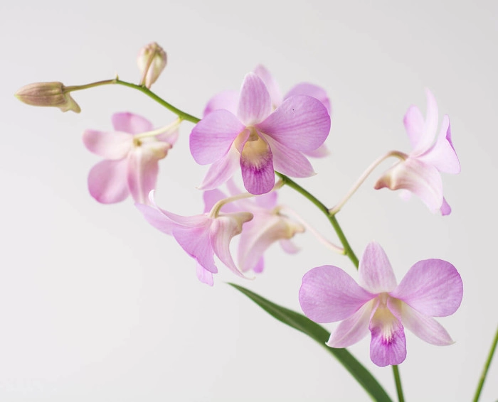Orquídea phalaenopsis rosa