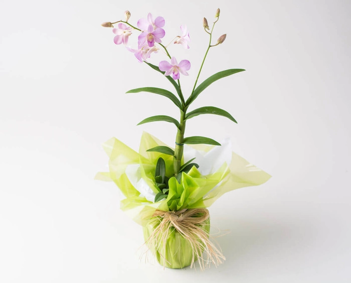 Orquídea Phalaenopsis Rosa Para la Entrega | Isabela Flores