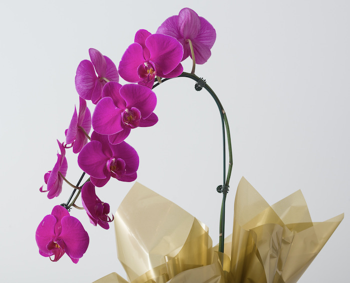 Orquídea Pink Plantada e Kit Natura Tododia Cereja e Avelã Orquídea Pink Plantada e Kit Natura Tododia Cereja e Avelã