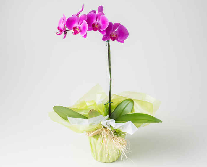Orquídea phalaenopsis pink | Isabela Flores