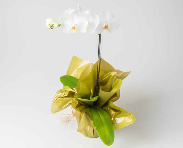 Orquídea Phalaenopsis para Presente | Isabela Flores