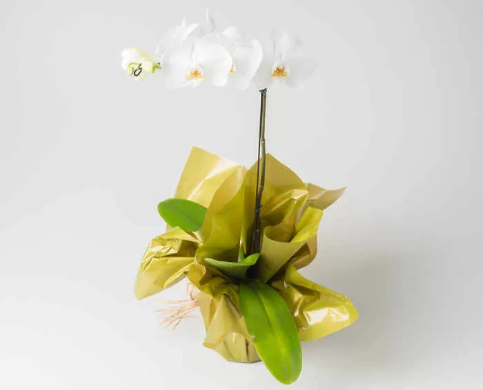 Orquídeas: brancas, amarelas e mais tipos | Isabela Flores