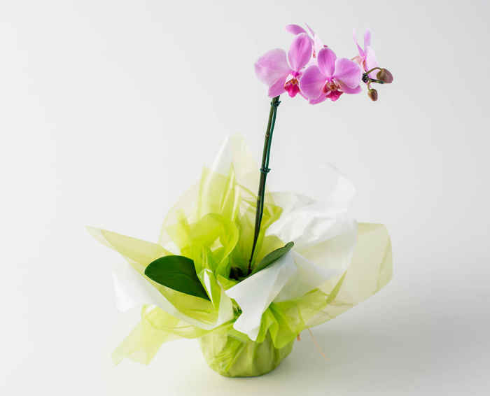 Orquídea Phalaenopsis Bicolor
