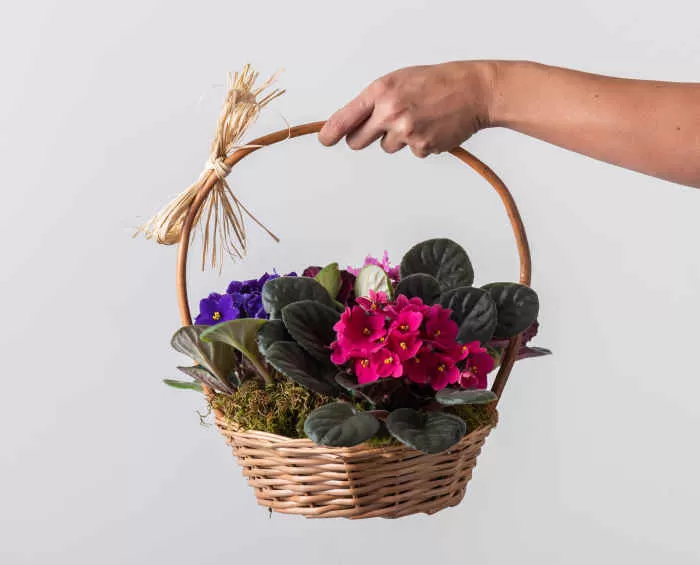 arranjos, vasos, cesta para e mais Isabela Flores