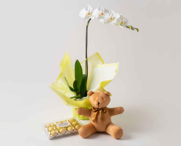 Orquídea Phalaenopsis para Presente, Chocolates e Pelúcia