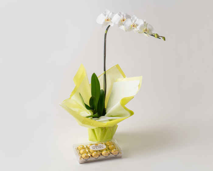 Orquídea Phalaenopsis para Presente e Chocolate