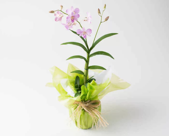 Arranjo de Orquídeas: Entrega no mesmo dia! | Isabela Flores