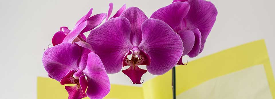 Floricultura Vinhedo - Imagem 2 Floricultura Vinhedo - Imagem 2
