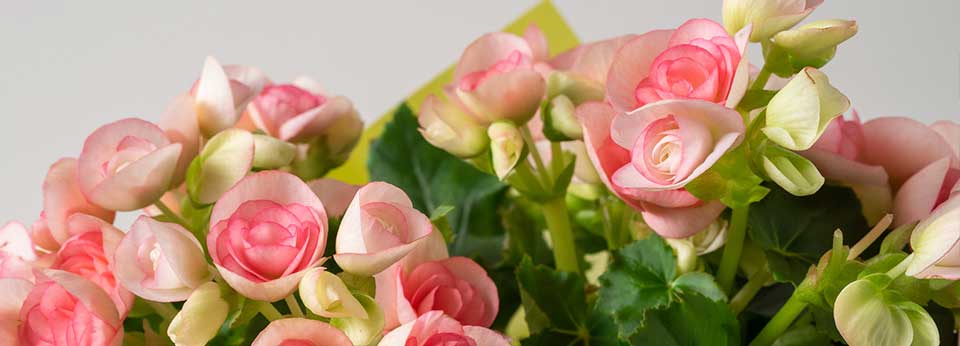 Floricultura São José dos Campos - Imagem 2 Floricultura São José dos Campos - Imagem 2