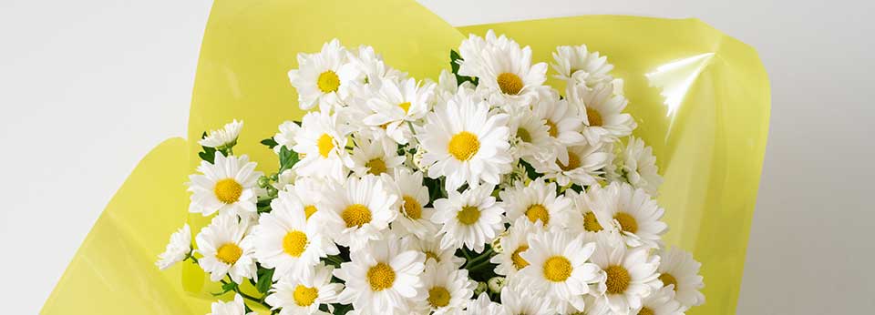 Floricultura São João da Boa Vista - Imagem 3 Floricultura São João da Boa Vista - Imagem 3