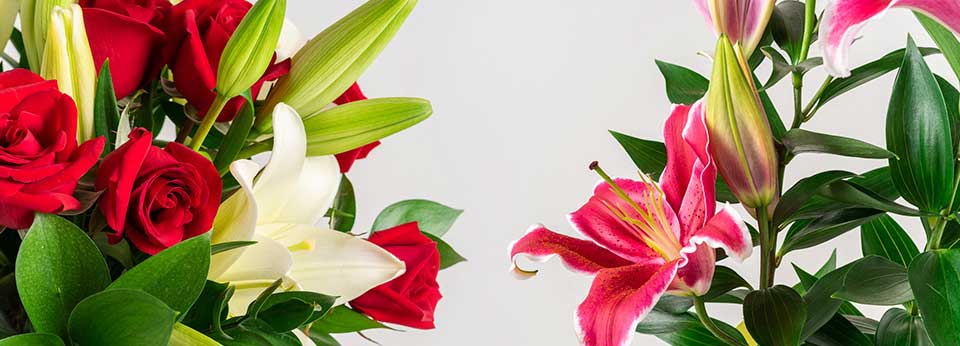 Floricultura São José dos Campos - Imagem 4 Floricultura São José dos Campos - Imagem 4